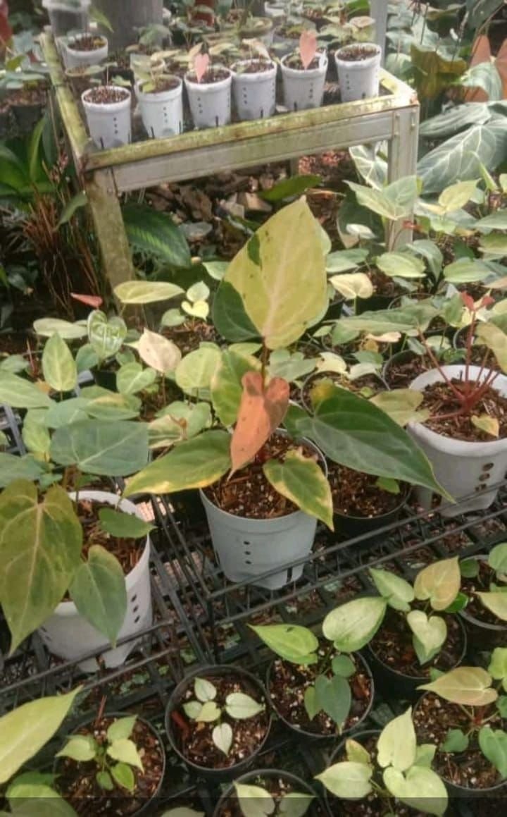 papilaminum varigata